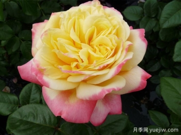 月季推荐，科德斯庆典月季