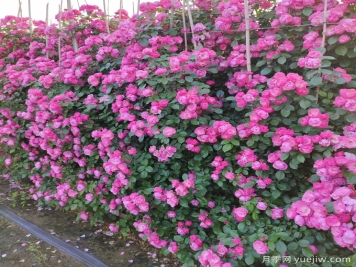 园林景观设计中植物配置原则