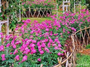 南宁南湖公园，万株月季惊艳绽放，打卡冬日绝美盛景