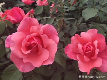 南宁市南湖公园开展园艺万花筒之与月季约"绘"吧科普活动