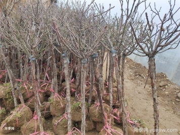 一月园林植物养护管理技术要点