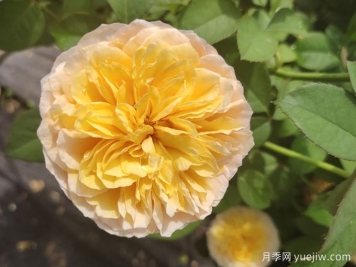 堪称世界上最贵的花，你能买上几枝？