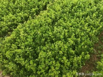 春天绿篱栽植养护办法，大大减少死亡率