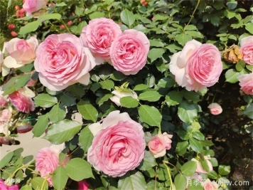 爬藤月季受宠，打造庭院浪漫花墙