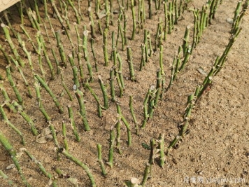 月季冬剪余枝大用途，扦插培育新苗的教程