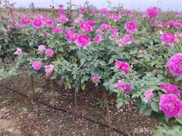 月季用什么土壤种植最好？