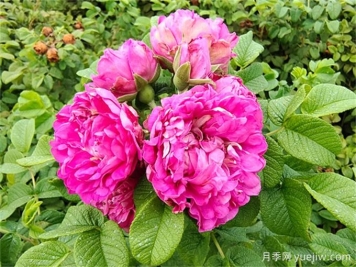 如何快速识别玫瑰、蔷薇与月季