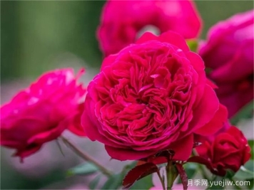 皇家胭脂，一场视觉与嗅觉的盛宴