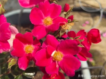 景观月季推荐，粉天鹅地毯月季