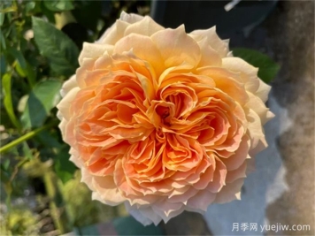 焦糖古董月季，花大如碗，又美又香，多季开花