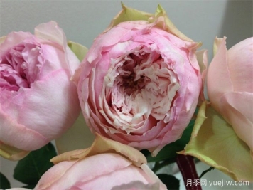 粉红香水宝贝月季/婴儿粉红香水