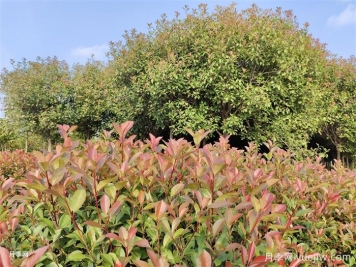 苗木科普：红叶石楠