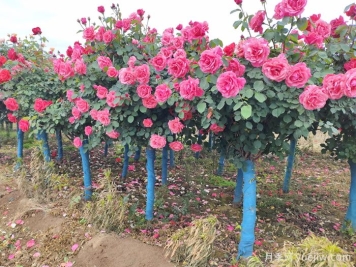 南方冬季树状月季修剪注意事项