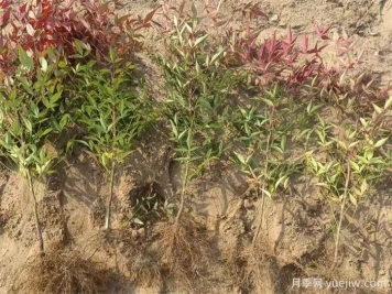 南天竹的养护技法