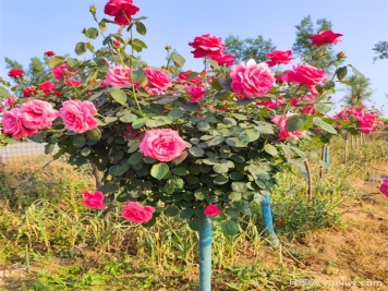 月季树，花中皇后的绿色奇迹