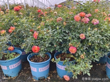 冬天要把月季花的叶子全部剪掉吗？