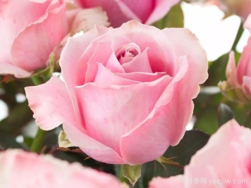 粉红雪山月季，必备的切花玫瑰