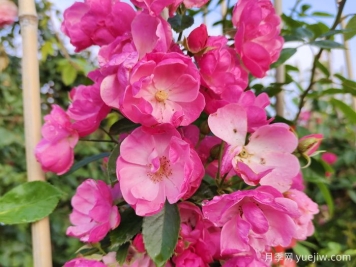 30种最漂亮的月季，你喜欢哪一种？