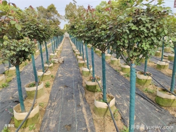 园林植物3种保温措施的技术要点