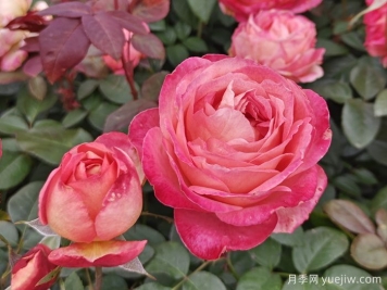 为什么别人月季养得那么好不让你采摘？