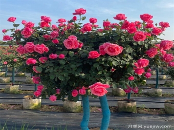 树状月季，春夏秋冬养护有办法