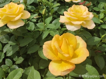 月季花骨朵垂下来什么原因？