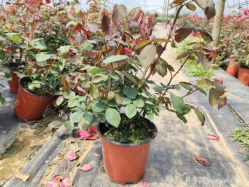 盆栽月季怎么种？