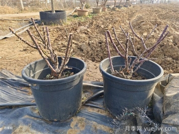 冬季月季换盆操作方法与注意事项