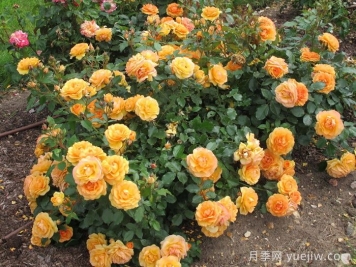 亚利桑那阳光月季Arizona Sun