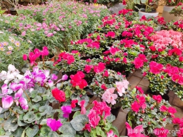 城市园林造景中观赏草的应用至关重要