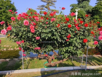 什么是古树名木？