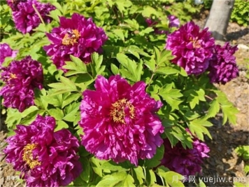 哪些因素会影响牡丹的开花时间？