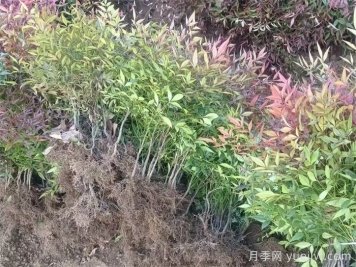 植物百科：南天竹