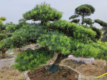 园林工程中针叶树的应用价值和品种推荐
