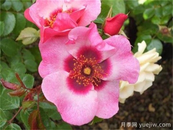 明亮纽扣眼睛月季