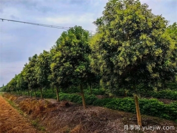 大叶女贞/高杆冬青树