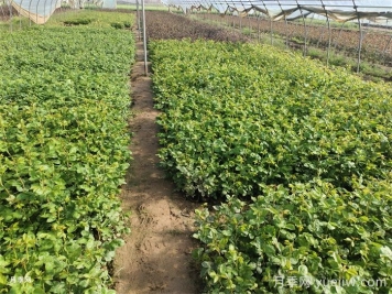 促进植物快速生根的方法