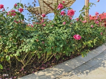 怎样判断月季花需要浇水？