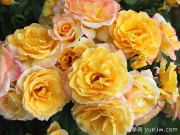 金色魅力月季/黄金荣耀