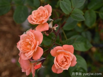 美好的一天月季/露台皇后