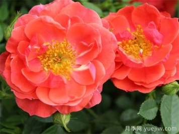 奥索易芒果酱月季苗