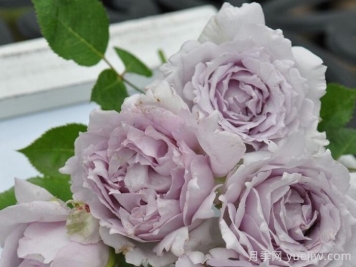  河本纯子的天使系列月季到底一共有几种？