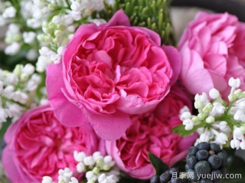 月季推荐，治疗天使拉斐尔月季