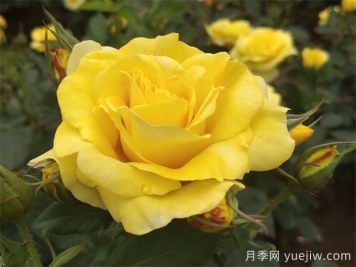 月季百科：金徽章月季