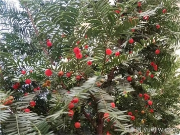 传说抗癌能力最强的十大植物