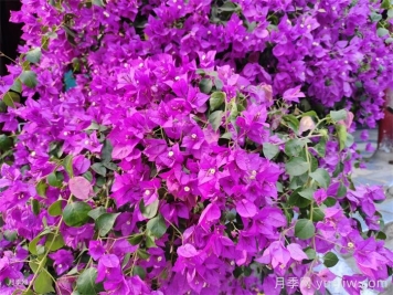 三角梅如何过冬？三角梅冬季养护要点