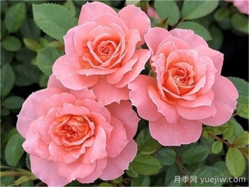 月季推荐，三文鱼阳台月季