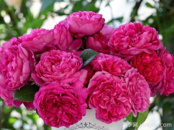 月季推荐，慈萱月季