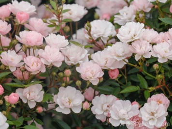 超微月季推荐，樱坂月季