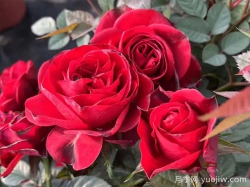 国月月季推荐，中国红月季